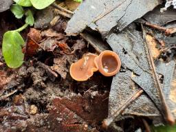 Ciboria coryli