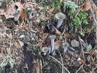 Craterellus cornucopioides