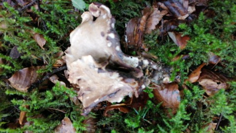 Gomphus clavatus