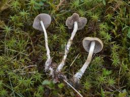 Agrocybe arvalis
