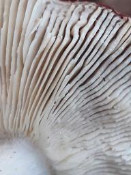 Russula rosea