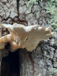 Pleurotus dryinus
