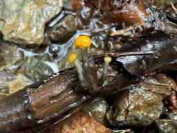 Vibrissea truncorum