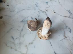 Lactarius pterosporus