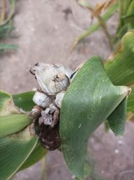 Mycosarcoma maydis