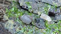 Tremella globispora