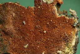 Gloeoporus taxicola