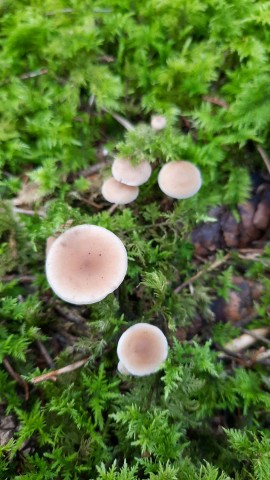 Baeospora myosura