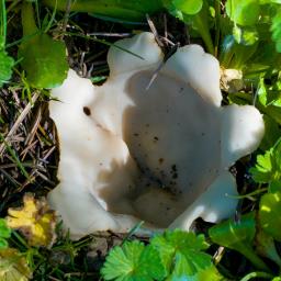 Geopora sumneriana