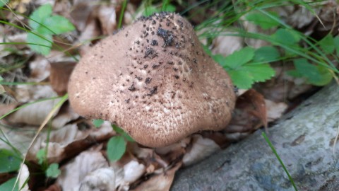 Echinoderma asperum