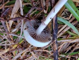 Protostropharia semiglobata