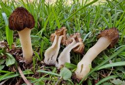 Morchella semilibera
