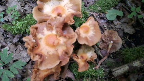 Kuehneromyces mutabilis