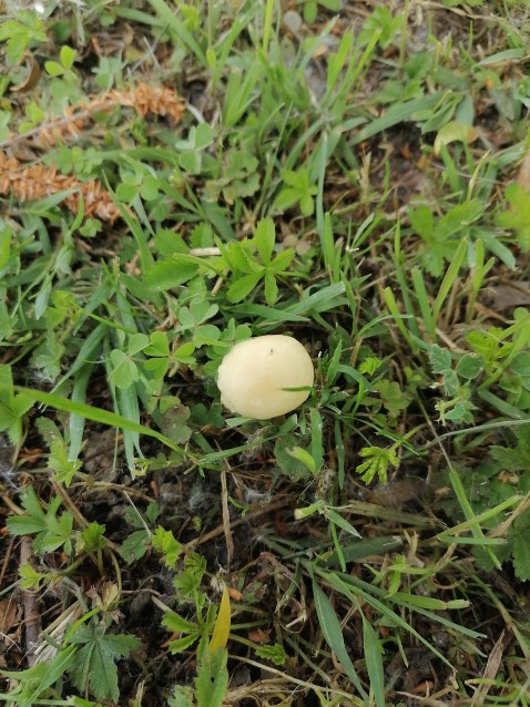 Agrocybe dura