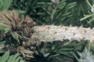 Sirococcus conigenus