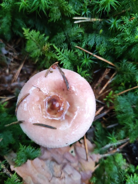 Russula caerulea