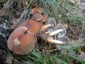 Hypholoma lateritium