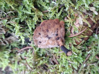Cerioporus varius