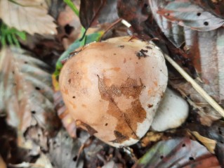 Hebeloma sinapizans