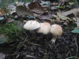 Hebeloma sinapizans