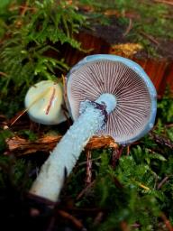 Stropharia aeruginosa