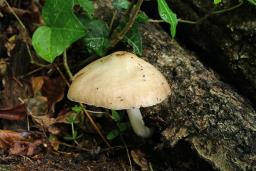 Pluteus petasatus