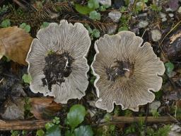 Atractosporocybe inornata