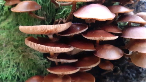 Kuehneromyces mutabilis