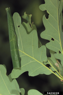 Tortrix viridana