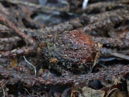 Brunnipila fuscescens