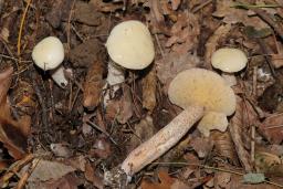 Suillus placidus