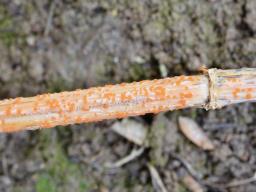 Calloria neglecta