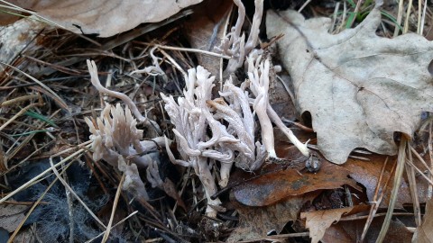 Clavulina cinerea
