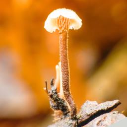 Auriscalpium vulgare
