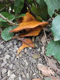 Omphalotus olearius