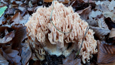 Ramaria formosa