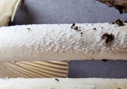 Amanita argentea