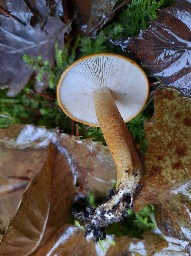 Tricholoma aurantium