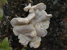 Osteina undosa