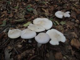 Lepista glaucocana