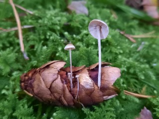 Baeospora myosura