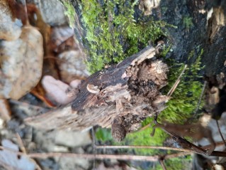 Panellus stipticus