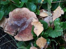 Hortiboletus rubellus