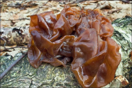 Phaeotremella foliacea