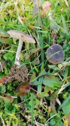 Entoloma chalybeum