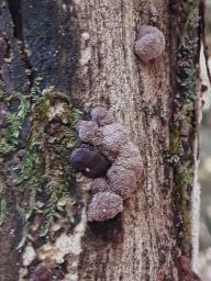 Hypoxylon fuscum