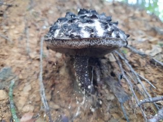 Strobilomyces strobilaceus