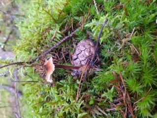 Auriscalpium vulgare