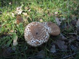 Echinoderma asperum
