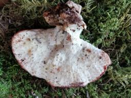 Osteina obducta